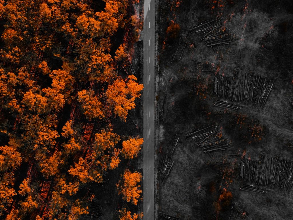 orange and yellow maple leaves